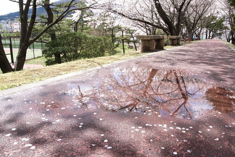 sakura after the rain