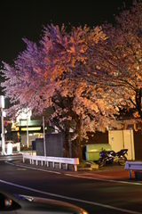 初夜桜