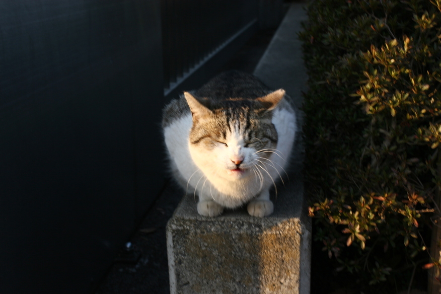 偶然出会った猫