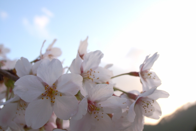 sakura at seaside