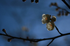 ume