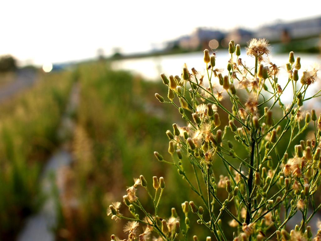 Tamagawa River in Summer 2