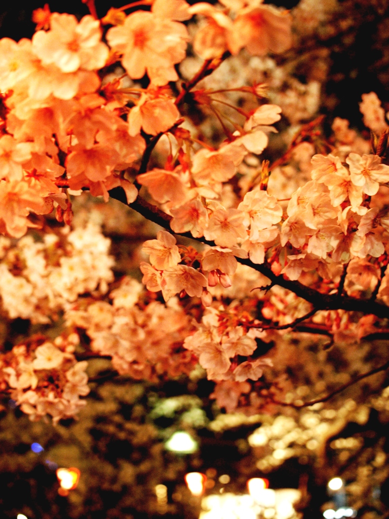 Cherry Blossoms at night 1
