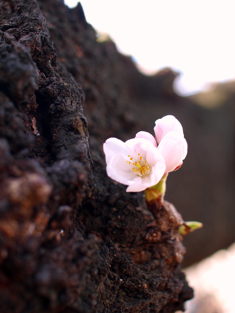 hallo, blossoms