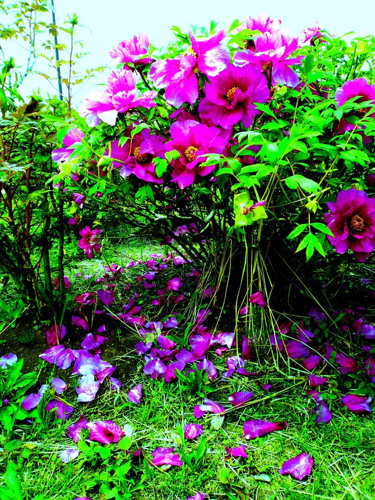 Poisonous Petal
