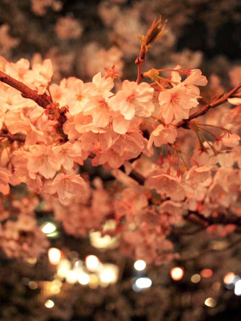 Cherry Blossoms at night 2
