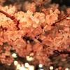 Cherry Blossoms at night 2