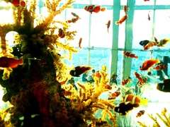 Sky Aquarium