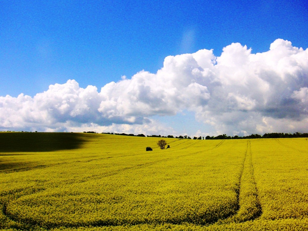 Yellow & Blue