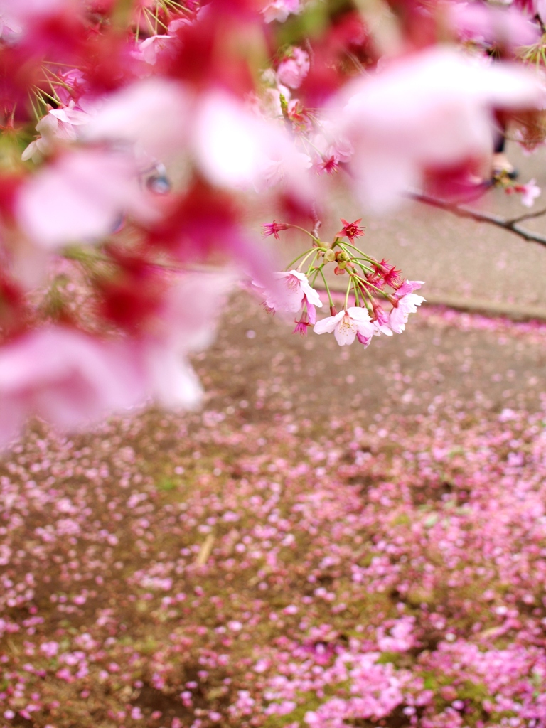 Spring Drops 2
