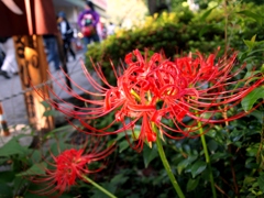 Fire Flower