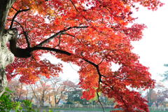 20111129_05_長岡天満宮