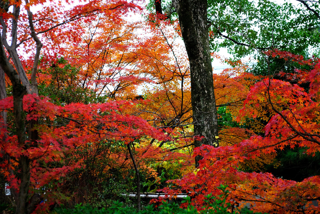 20111205-04長岡天満宮