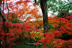 20111205-04長岡天満宮