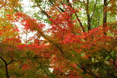 20111129_08_長岡天満宮