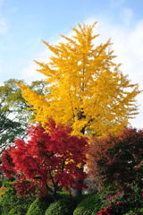 20111129_01_長岡天満宮