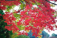 20111129_03_長岡天満宮