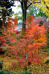 20111205-05長岡天満宮