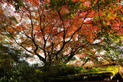 20111129_14_長岡天満宮