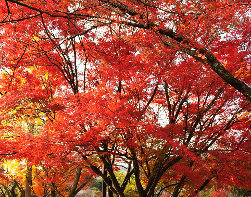 20111205-01長岡天満宮