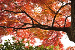 20111129_04_長岡天満宮