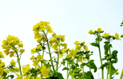 菜の花02