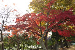 20111129_02_長岡天満宮