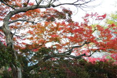 20111129_16_長岡天満宮