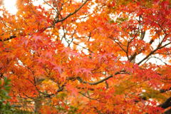 20111129_17_長岡天満宮