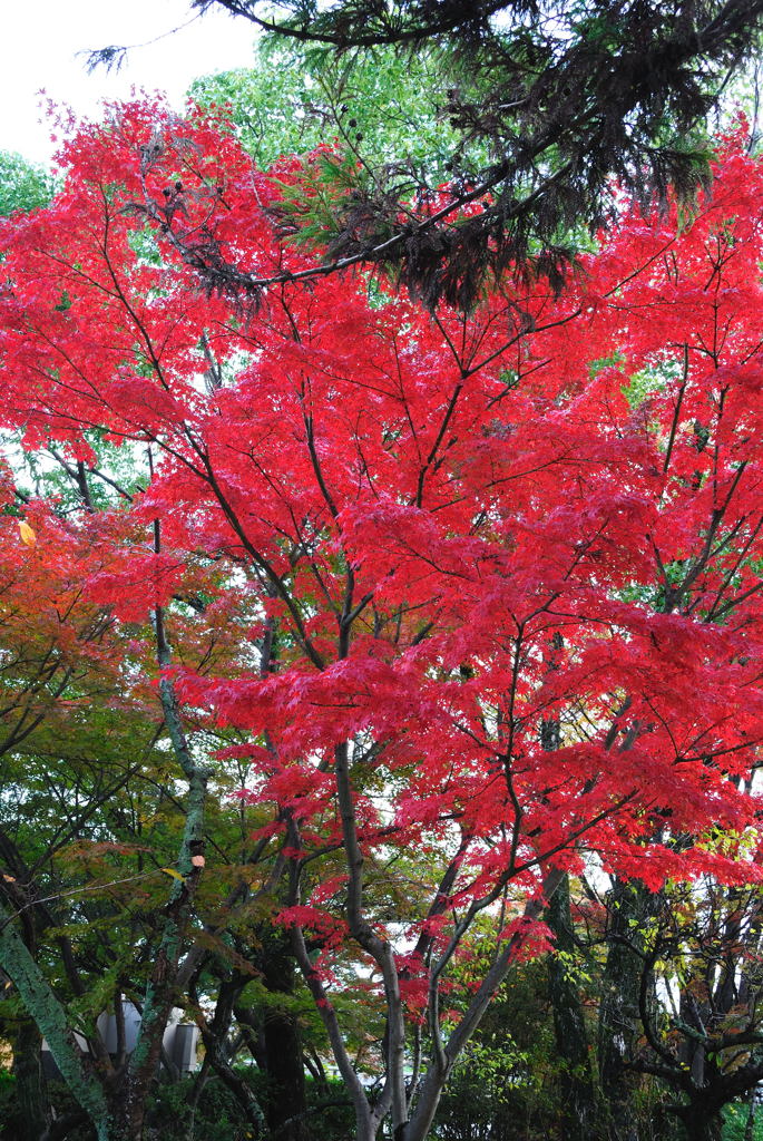20111129_10_長岡天満宮