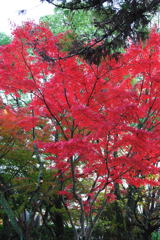 20111129_10_長岡天満宮