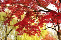 20111129_06_長岡天満宮