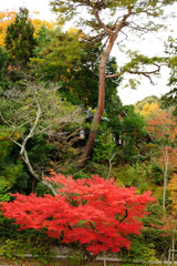 20111205-02長岡天満宮