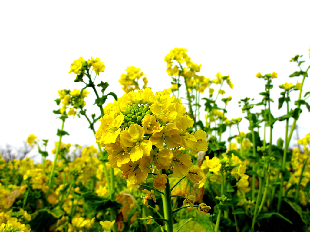 菜の花01