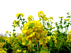 菜の花01
