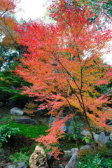 20111129_12_長岡天満宮