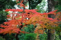 20111129_13_長岡天満宮