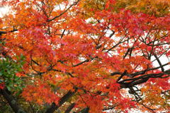 20111129_18_長岡天満宮