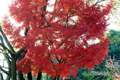 20111129_07_長岡天満宮