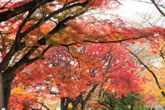 20111129_19_長岡天満宮