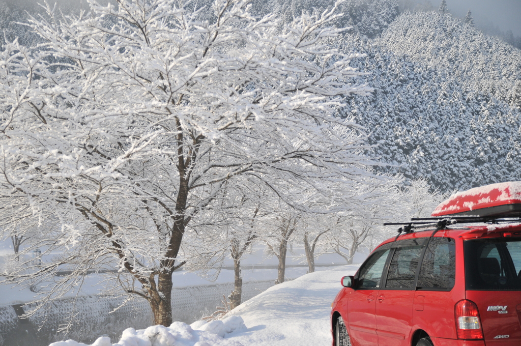 但馬國　雪の桜並木