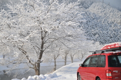 但馬國　雪の桜並木