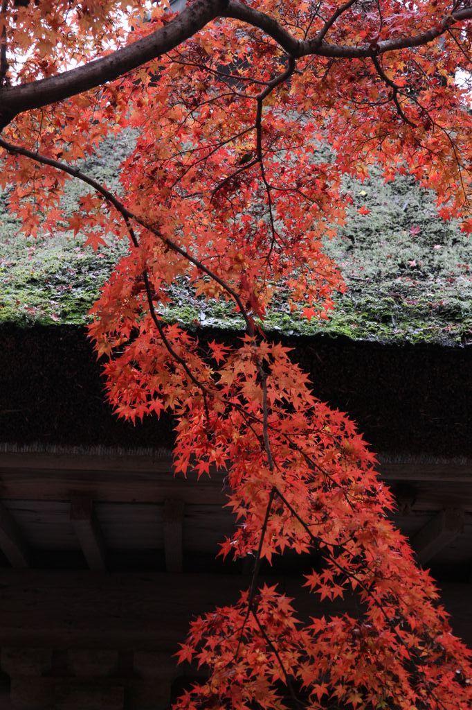 大興善寺の紅葉