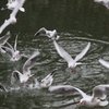 水辺の鳥