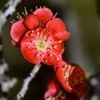 華やかに･･
