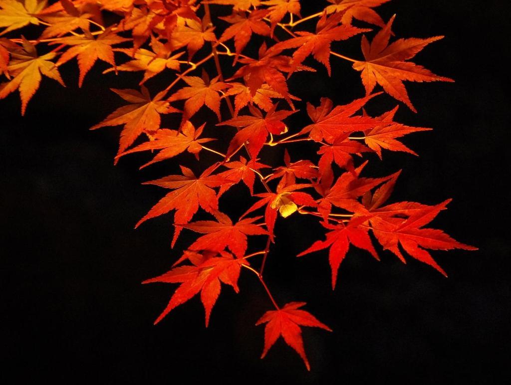 爪掻本綴帯 紅葉模様のお太鼓結び By Tentenko Id 写真共有サイト Photohito