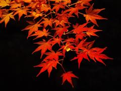 爪掻本綴帯　紅葉模様のお太鼓結び