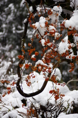 積もると知らで　積もる　白雪　（仮題）