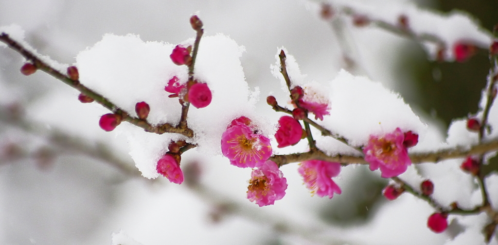 雪紅梅