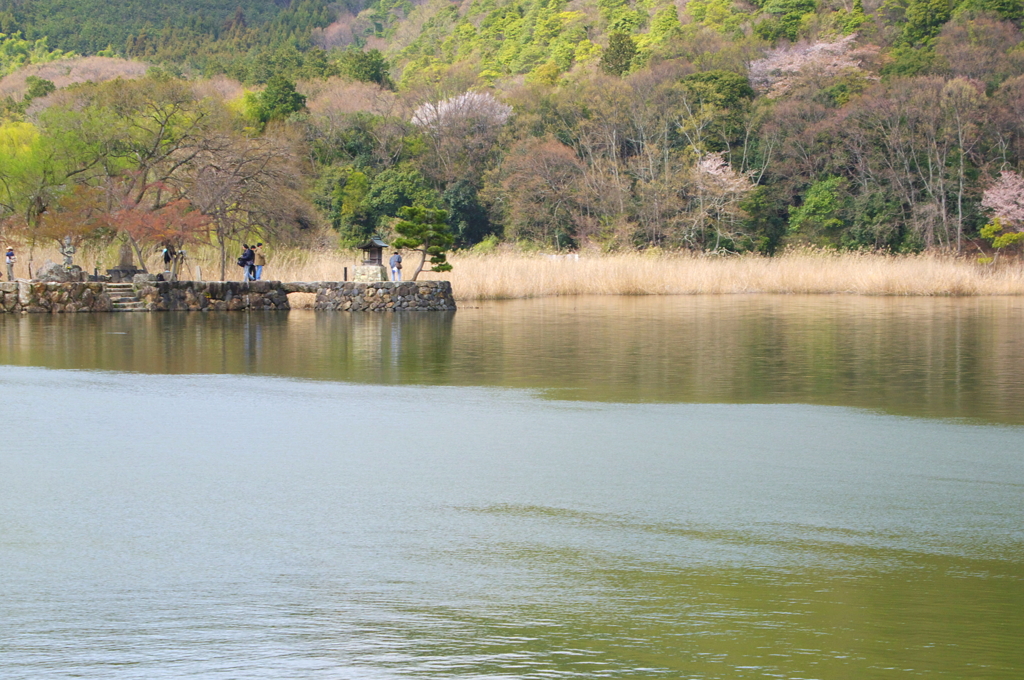 桜東風